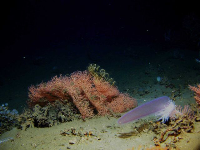 Pyrosome Picture