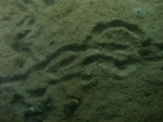 Sea urchin or holothurian trails in soft unconsolidated sediment. Picture