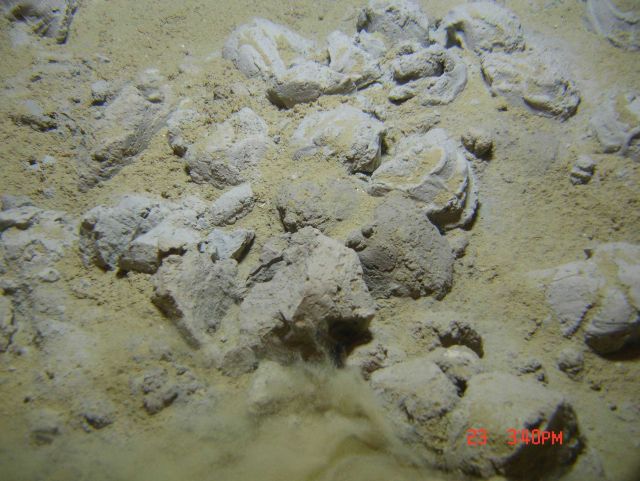 Clumpy mudstone lying on the bottom Picture
