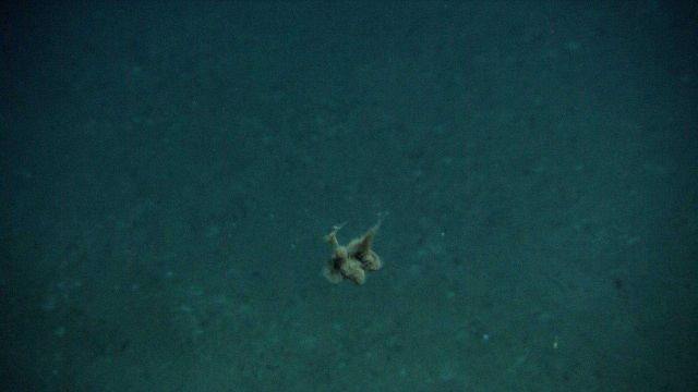 Excrement? Remains of some fish or other creature?Oil? floating in the water column. Picture