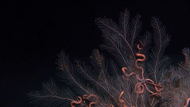 Callogorgia americana deep sea coral with numerous ophiuroid brittle stars. Picture
