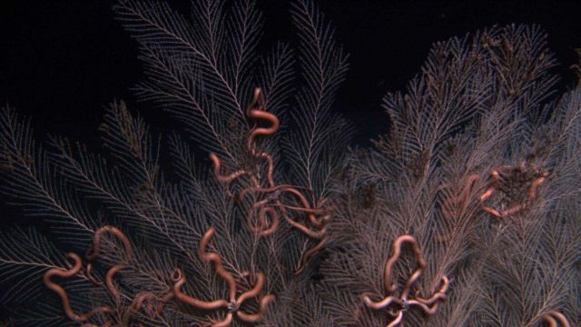 Callogorgia americana deep sea coral with numerous ophiuroid brittle stars. Picture