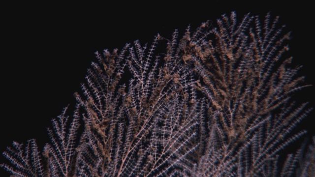 Callogorgia americana deep sea coral with flocculent material on branches. Picture