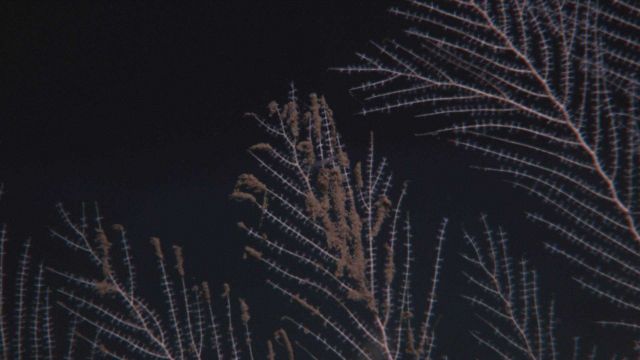 Callogorgia americana deep sea coral with flocculent material on branches Picture