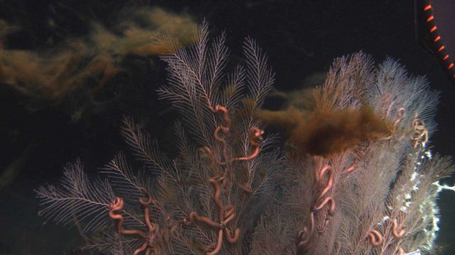 Callogorgia americana deep sea coral with numerous ophiuroid brittle stars Picture