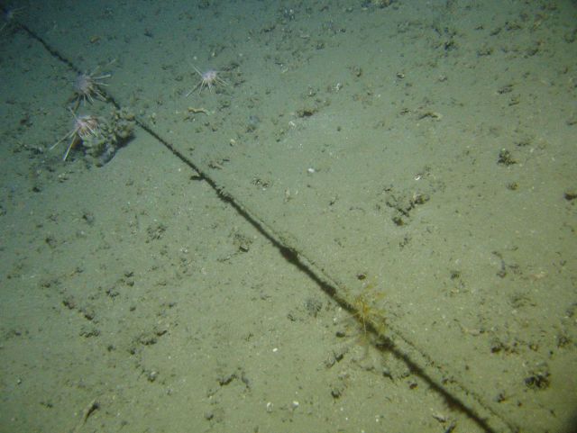 Large cable on the seafloor with three pencil urchins and a yellow feather star crinoid. Picture