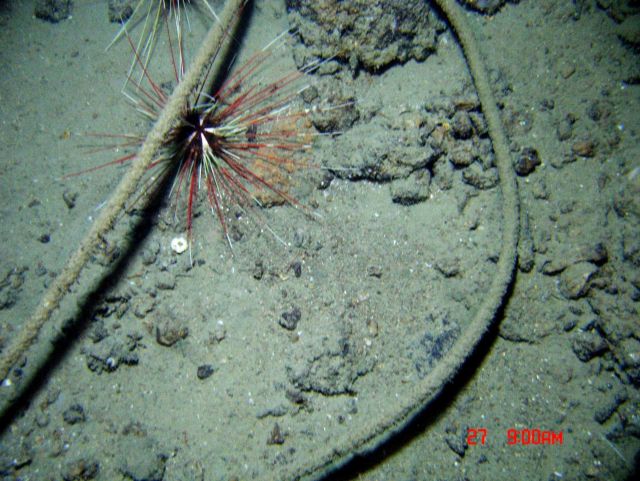 A large red and white sea urchin taking refuge under steel cable marine debris. Picture