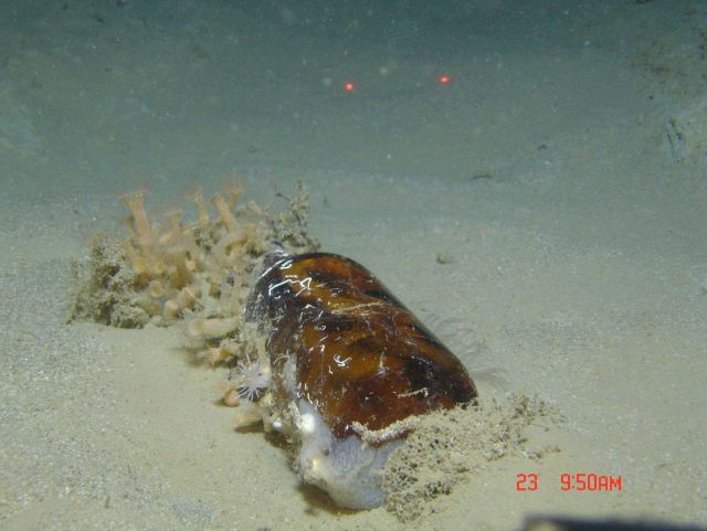 Marine debris Picture