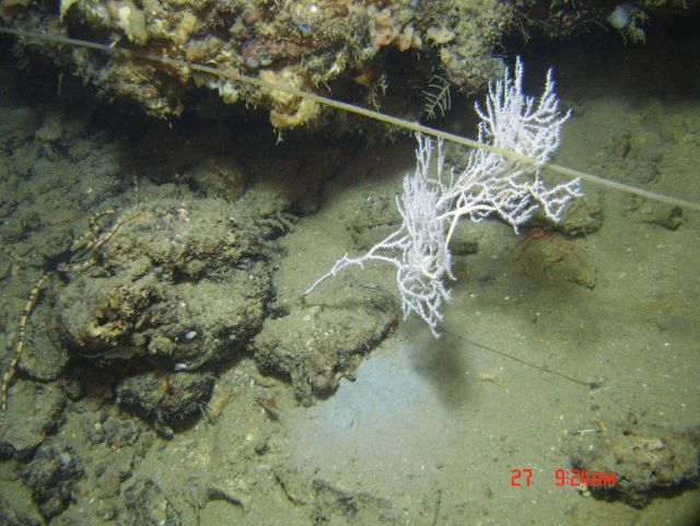 Marine debris Picture