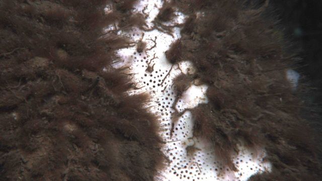 Apparently marine debris Picture