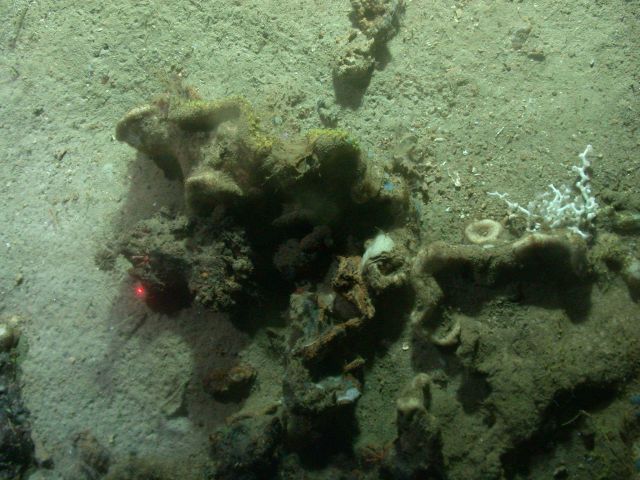 Marine debris? Sponges surrounding what appears to be old iron debris. Picture