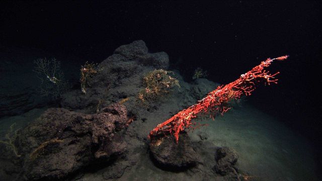 Side view of a red Paragorgia coral bush. Picture