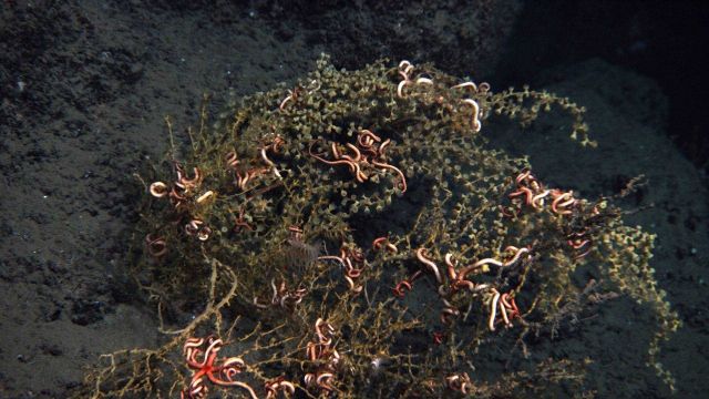 Some coral and anthozoids covered with brown flocculent material Picture