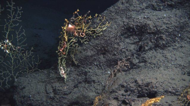 Paramuricid corals covered with brown flucculent material Picture