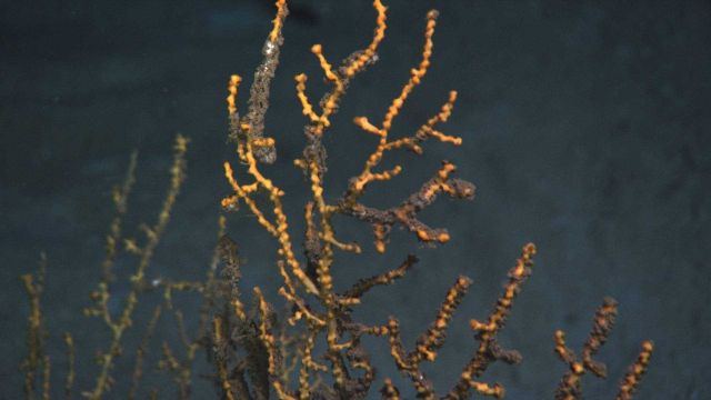 A closeup view of the upper portion of a yellow octocoral with parts of branches , with tissues and polyps present, covered with a brown flocculent ma Picture
