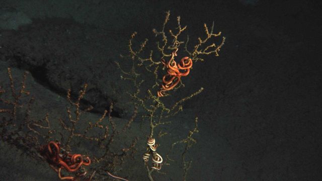 A portion of an impacted coral with attached brittle stars Picture
