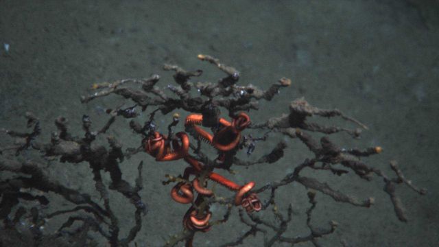 Coral and brittle star impacted by Deepwater Horizon disaster Picture