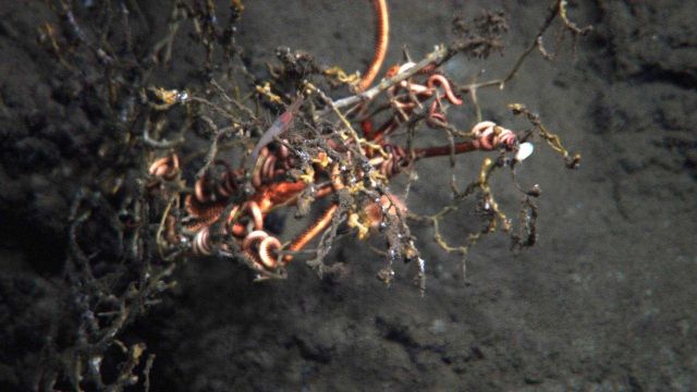 Dead coral bush covered with brown flucculent material Picture