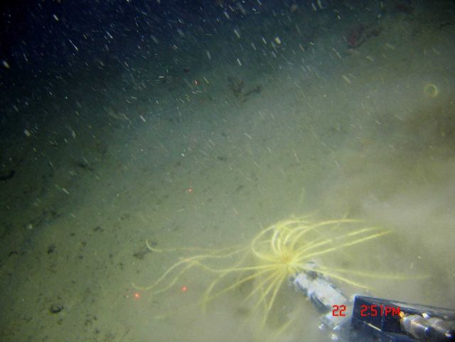 Manipulator arm of ROV JASON II sampling a feather star crinoid. Picture