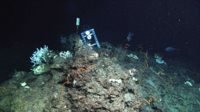 Carbonate rock outcrop with repeat scientific station and numerous species visible including Lophelia pertusa coral (white) and orange 