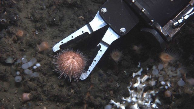 Gentle touch of JASON II manipulator arm is capable of sampling this sea urchin without crushing it. Picture