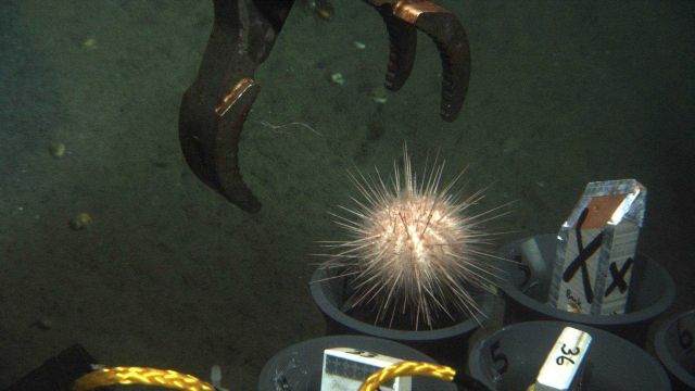 Manipulator arm of JASON II ROV drops sea urchin into sample tube Picture
