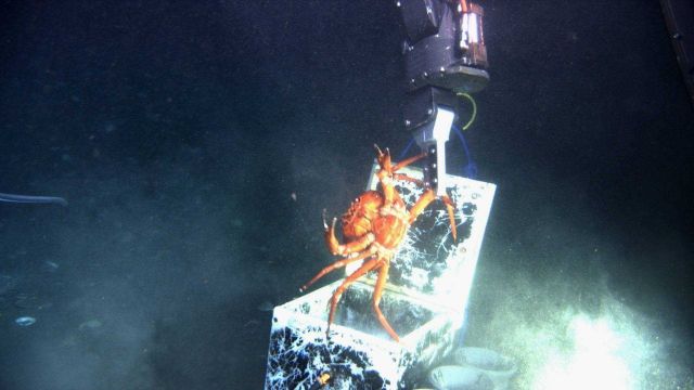 A protesting red crab (Chaceon quinquedens) being dropped into a sample box by the manipulator arm of the JASON II ROV. Picture