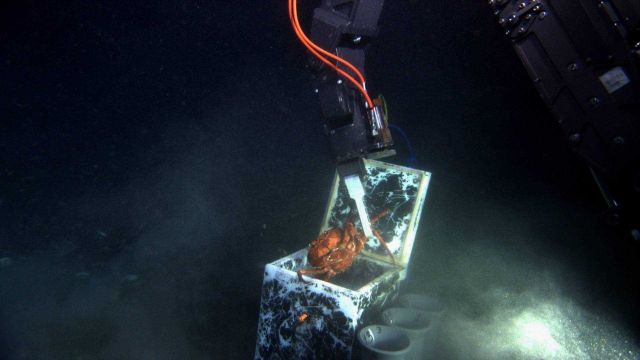 A protesting red crab (Chaceon quinquedens) being dropped into a sample box by the manipulator arm of the JASON II ROV. Picture
