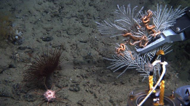 The manipulator arm of the JASON II ROV sampling a small Callogoriga americana octoral bush with associated brittle star. Picture