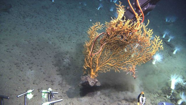 Manipulator arm of JASON II ROV sampling a Paramuricea sp Picture
