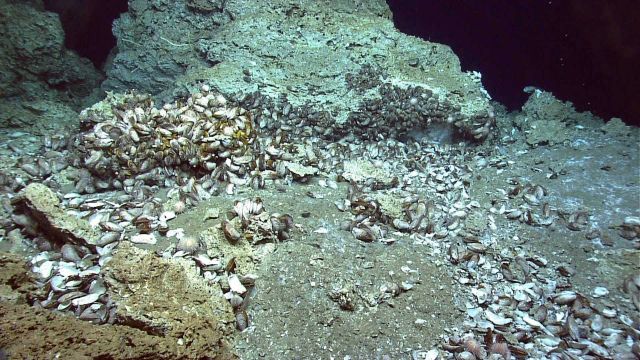 Cold seep site with mussels, a few urchins and an outcropping of methane hydrate below the rock ledge. Picture
