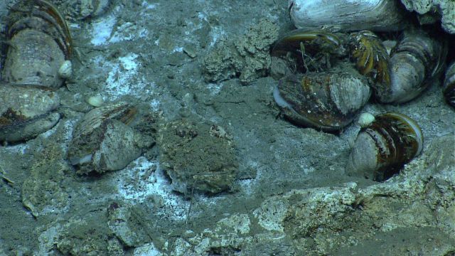 Cold seep with mussels and white gastropods. Picture