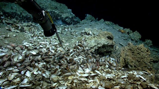 Temperature probe being inserted in cold seep site with mussels, urchins, one large red shrimp, and a golden chaceon crab. Picture