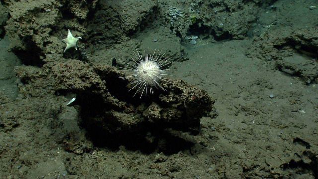 A large white urchin and a white starfish. Picture