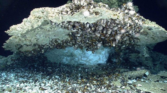 Methane hydrate, mussels, and urchins at a cold seep site. Picture