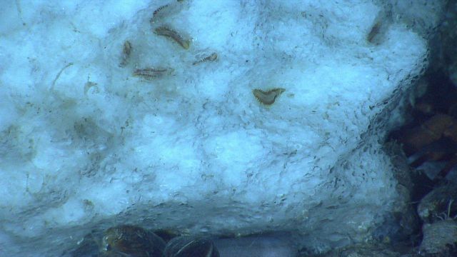 Ice worms on methane hydrate. Picture