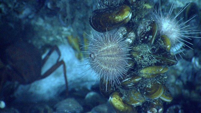 Mussels, urchins, a chaceon crab, and a white outcrop of methane hydrate. Picture