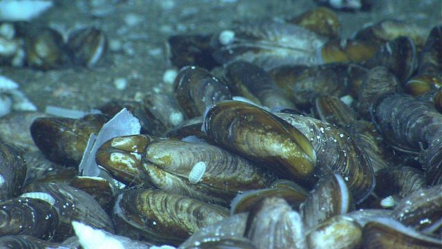 Large mussels, a white chiton, and a few white gastropods at a cold seep site. Picture