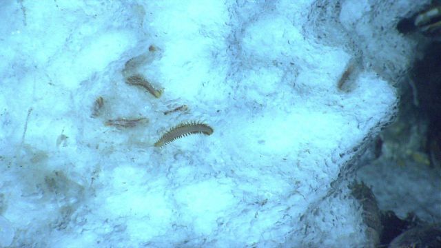 Ice worms on methane hydrate. Picture