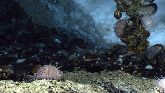 Methane hydrate, mussels, and urchins at a cold seep site Picture