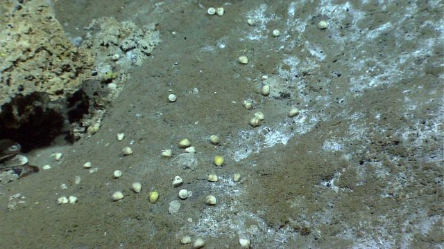 Small white gastropods seem to be randomly strewn over the surface at a cold seep site. Picture