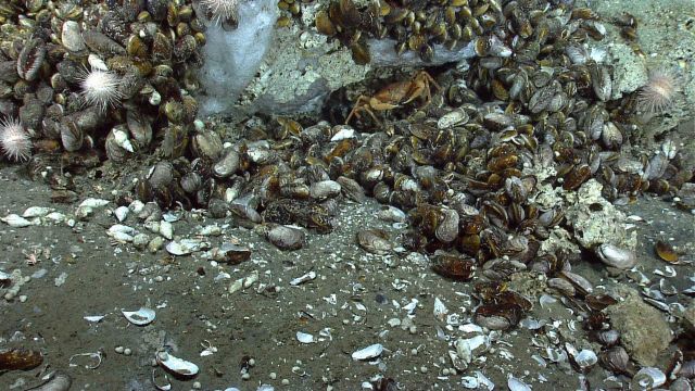 Methane hydrate, mussels, and urchins at a cold seep site Picture