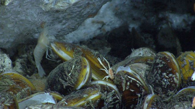 Methane hydrate, mussels, a large white shrimp, and a small squat lobster at a cold seep. Picture
