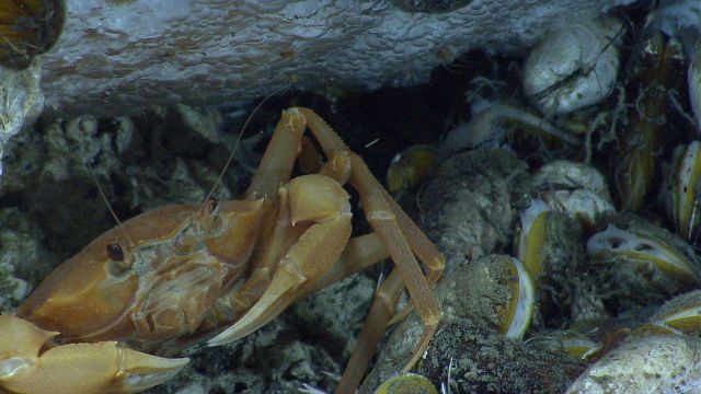 A chaceon crab below methane hydrate and on top of large mussels. Picture