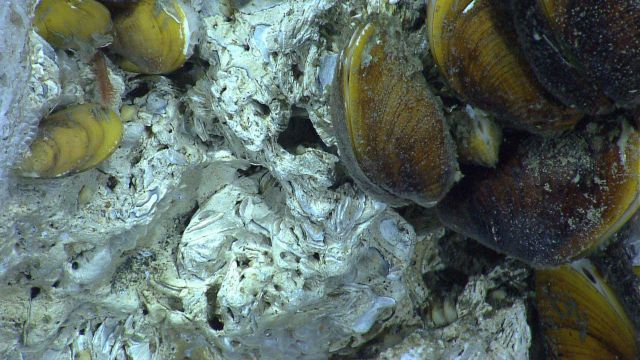 Mussels, an ice worm, and methane hydrate at a cold seep site. Picture