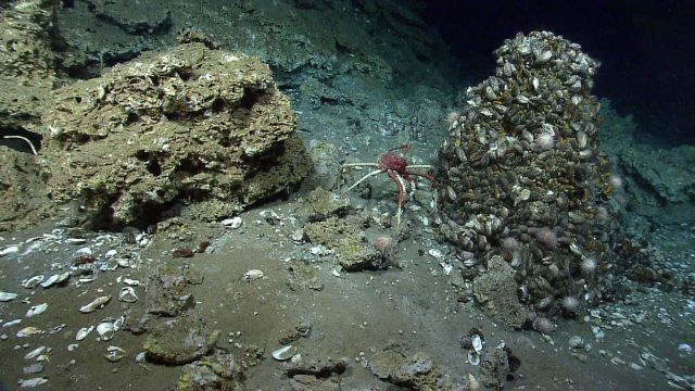 A large lithodid crab at a cold seep site with mussels, urchins, and other biota . Picture