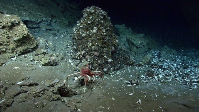 A large lithodid crab at a cold seep site with mussels, urchins, and other biota . Picture