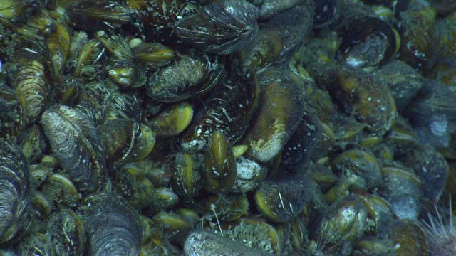 A healthy assemblage of urchins at a cold seep site. Picture