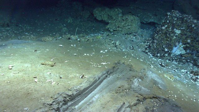 A large gouge in the seafloor at a cold seep site. Picture