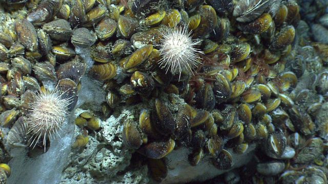 Mussels, urchins, brown worms, and methane hydrate at a cold seep site. Picture